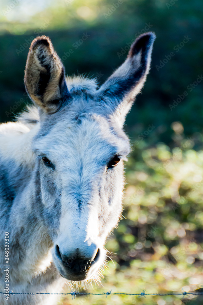 Donkey in the field on a sunny day