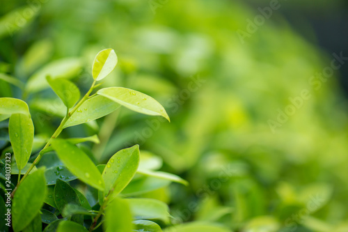 Fresh tea bud and leaves.Tea plantations. natural green plants landscape, ecology, fresh wallpaper concept. nature view of green leaf on blurred greenery background in garden.