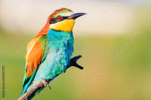 bird of paradise is sitting on a branch