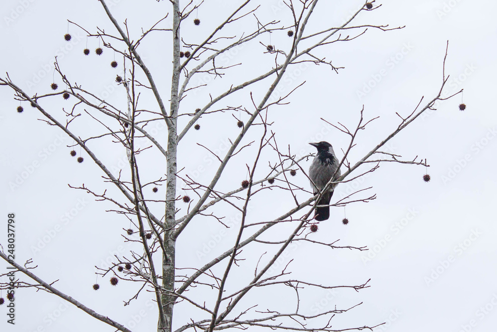 A crow sitting on the branch with tree fruits during grey winter day A crow sitting on the branch with tree fruits during grey winter day