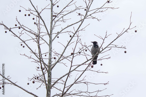 A crow sitting on the branch with tree fruits during grey winter day © Reinis