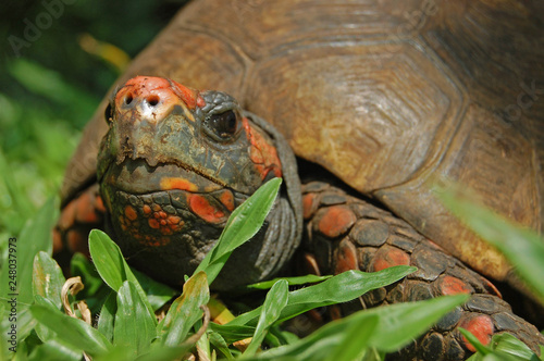 Chelonoidis carbonaria Jabuti Tortoise photo