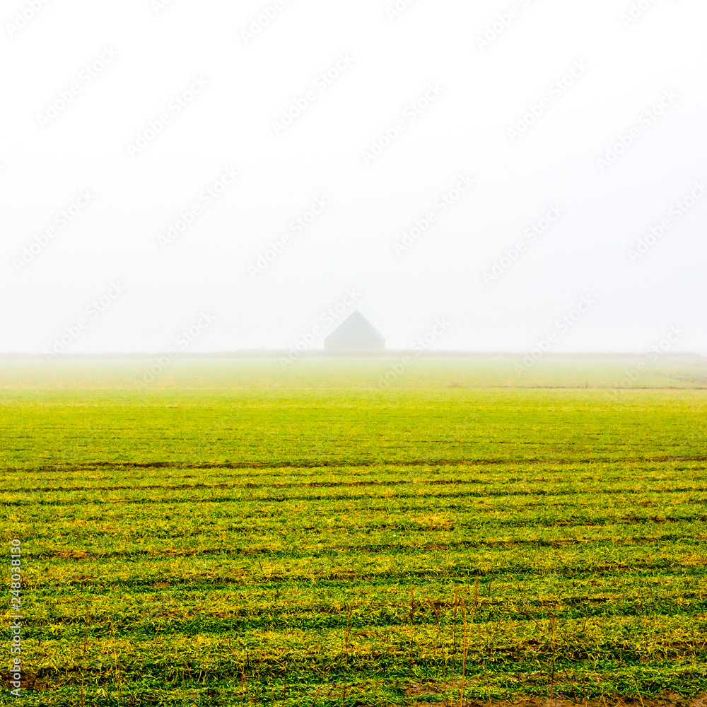 Autumn fields in the morning mist. Texel Island, Netherlands