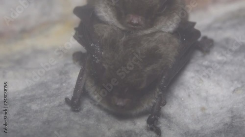 A pair of bats engage in sexual intercourse (coitus) during wintering in a damp cave hanging upside down and covered in dew. Reproductive behavior. Daubenton's Bat (Myotis daubentoni)