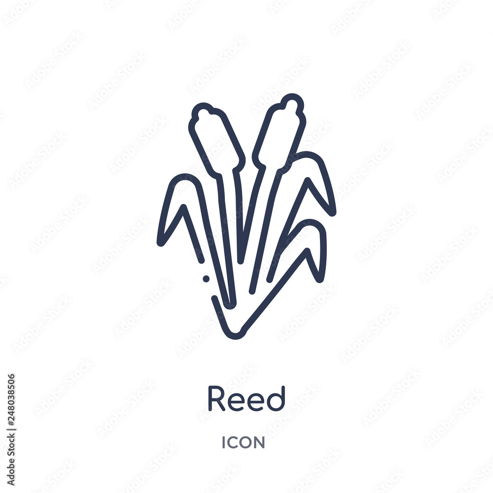 reed icon from nature outline collection. Thin line reed icon isolated on white background. reed icon from nature outline collection. Thin line reed icon isolated on white background.