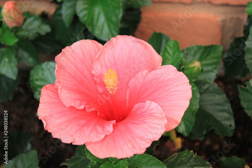 red flower in the garden