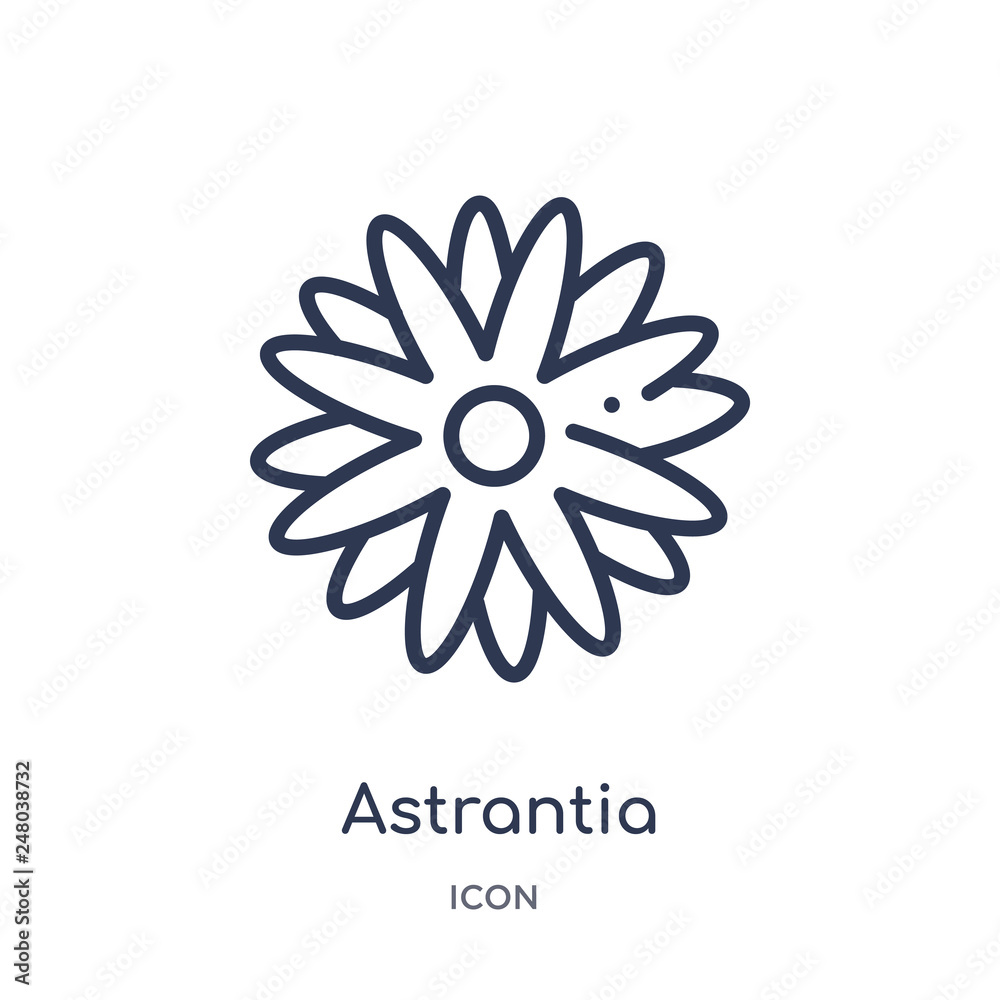 astrantia icon from nature outline collection. Thin line astrantia icon isolated on white background. astrantia icon from nature outline collection. Thin line astrantia icon isolated on white background.