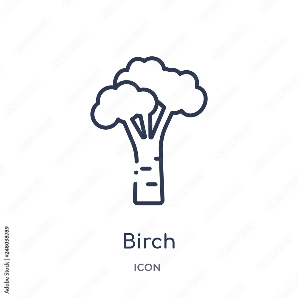 birch icon from nature outline collection. Thin line birch icon isolated on white background. birch icon from nature outline collection. Thin line birch icon isolated on white background.