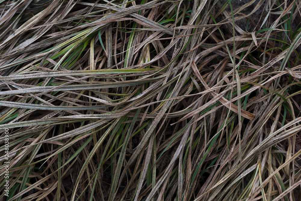 grass background grass background