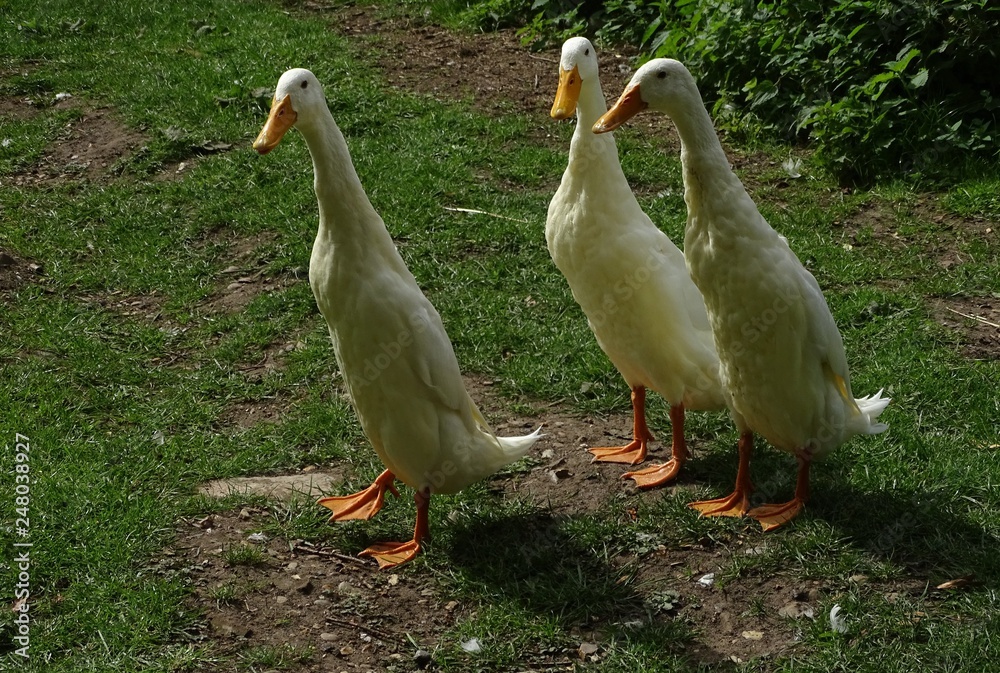 Indian Runner Ducks