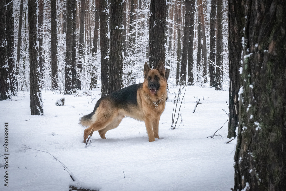 German shepherd in winter German shepherd in winter