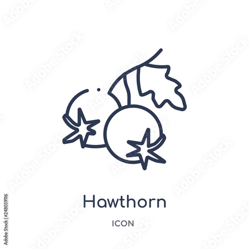 hawthorn icon from nature outline collection. Thin line hawthorn icon isolated on white background.