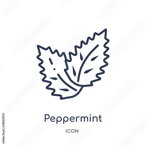 peppermint icon from nature outline collection. Thin line peppermint icon isolated on white background.