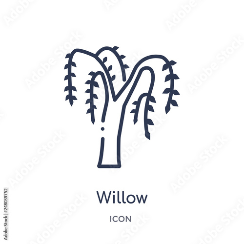 willow icon from nature outline collection. Thin line willow icon isolated on white background.