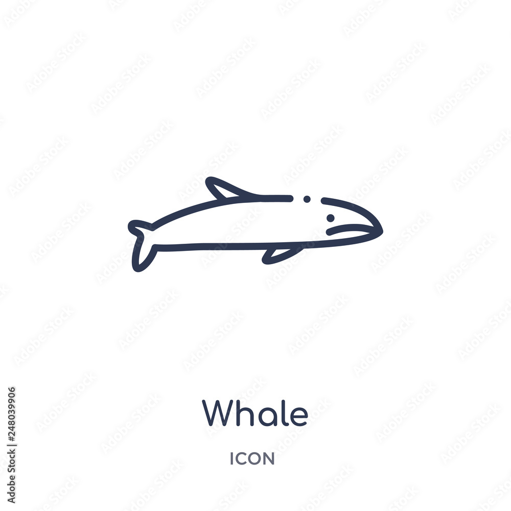 whale icon from nautical outline collection. Thin line whale icon isolated on white background.