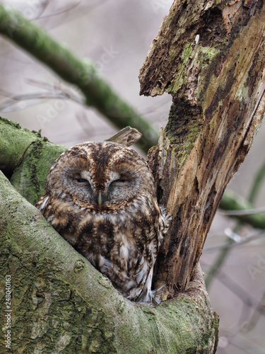 Tawny Owl