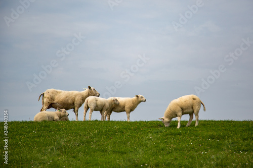 Sheep on the green grass of a dike in Holland