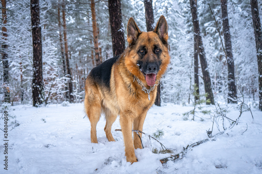 German shepherd in winter