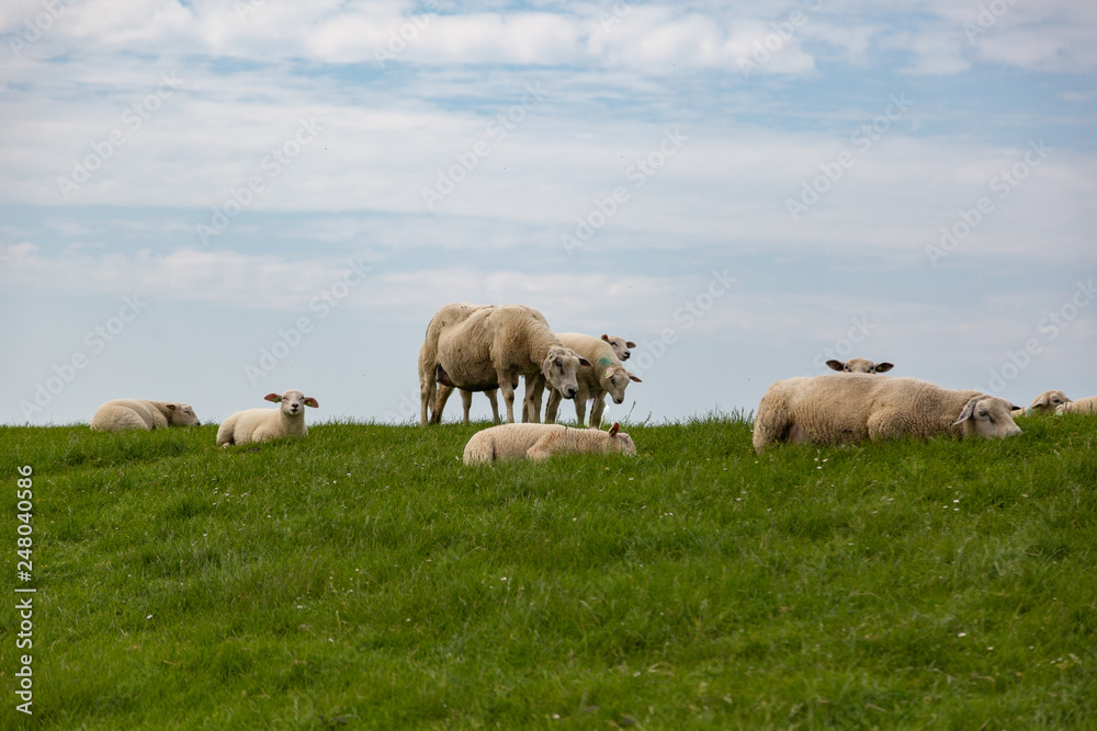 Sheep on the green grass of a dike in Holland Sheep on the green grass of a dike in Holland