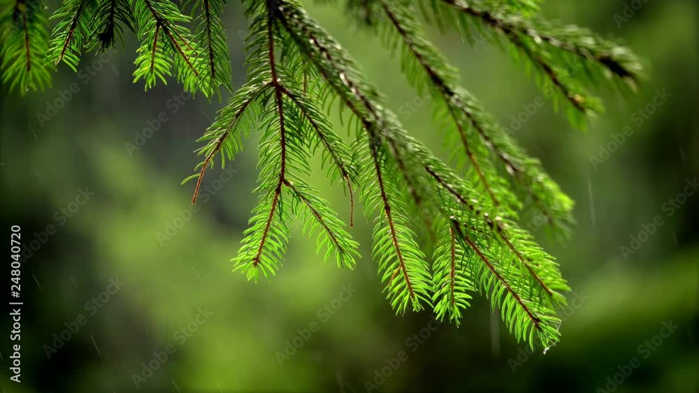 Rain drops falling on Fresh young pine tree branches Close-up view of coniferous needles Rain drops falling on Fresh young pine tree branches Close-up view of coniferous needles