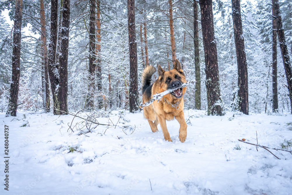 German shepherd in winter