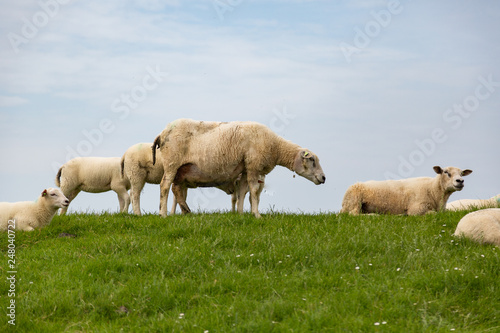Sheep on the green grass of a dike in Holland © GM Photos