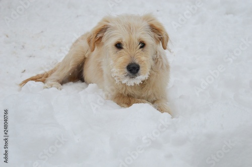Fototapeta Naklejka Na Ścianę i Meble -  white dog in the snow