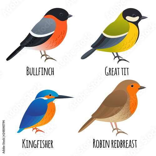 Set of cartoon isolated birds, great tit, kingfisher, bullfinch, robin redbreast