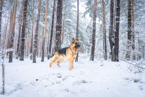Fototapeta Naklejka Na Ścianę i Meble -  German shepherd in winter