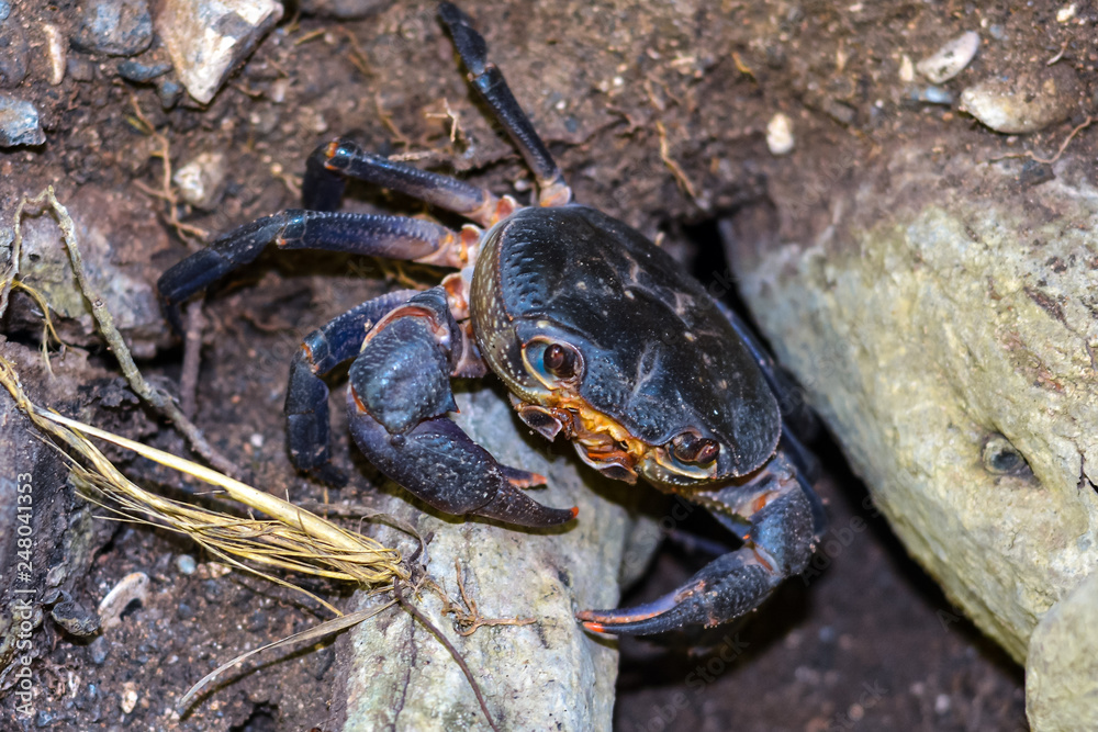 crab in nature crab in nature