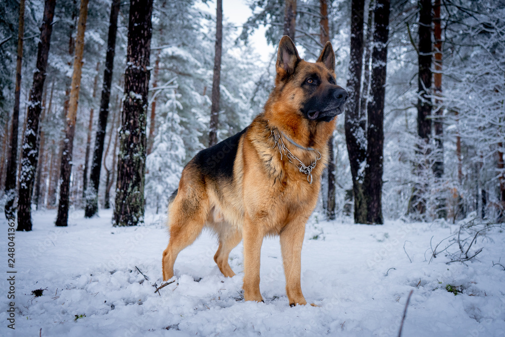 German shepherd in winter German shepherd in winter