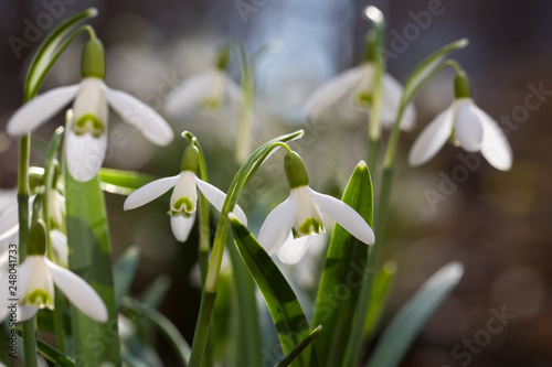 Snowdrops in the forest