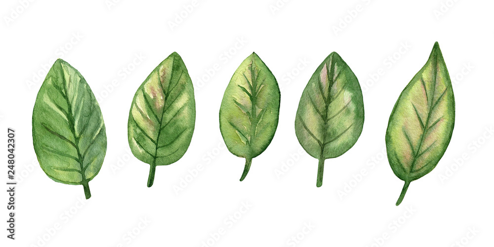 Set of green fresh leaves. Elements for design. Hand drawn watercolor illustration. Isolated on white background.