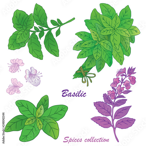 Herbs, spices and seasonings collection. Vector hand drawn illustration of basil and its flowers