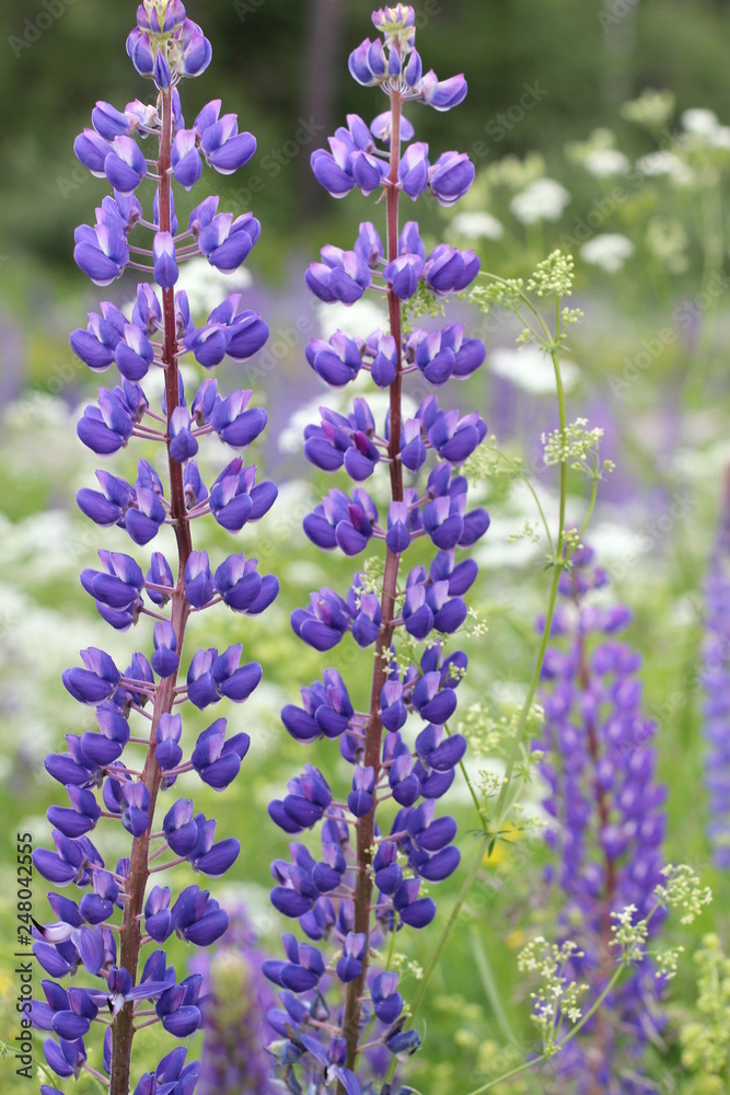 Blue lupines Blue lupines