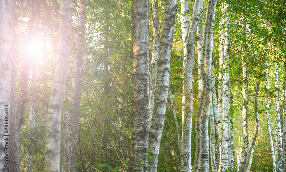 Fototapeta premium Birkenwald im Schwarzwald