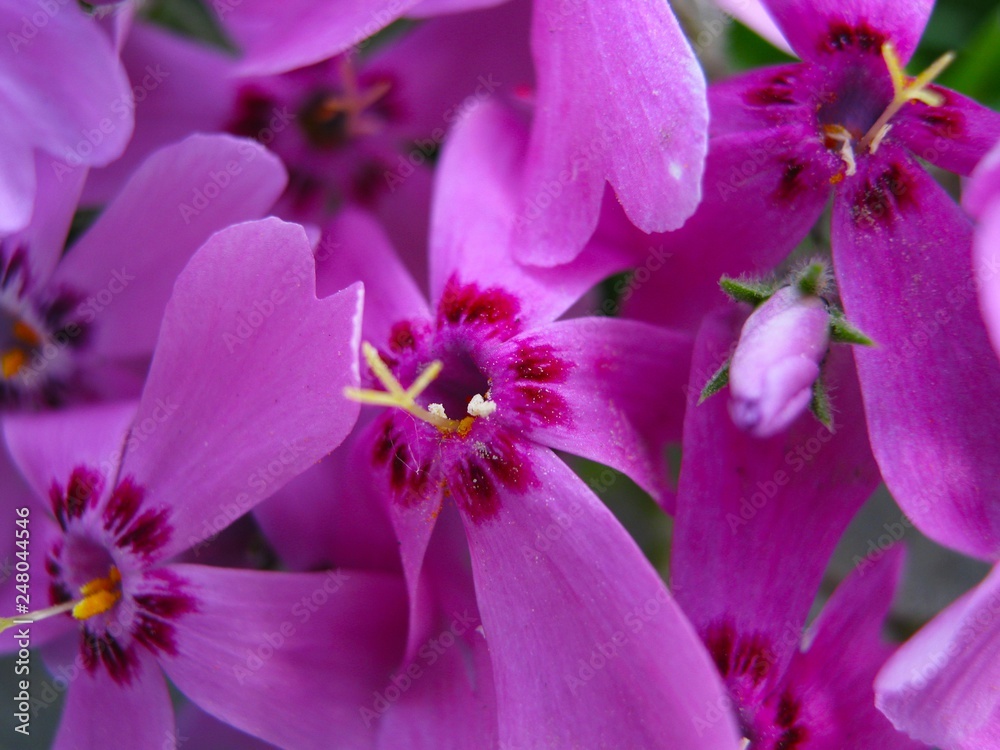 Pink flowers in green leaves close up