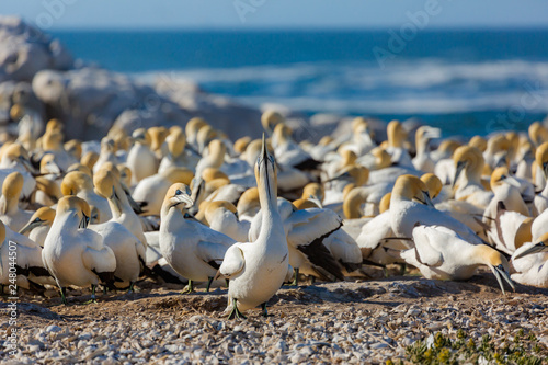 Cape Gannet colony in the evening sun. Lamberts Bay, South Africa