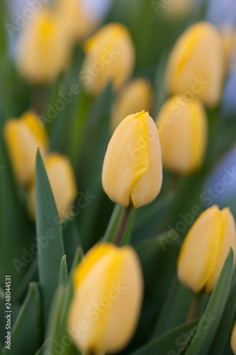 Gelbe Tulpen im Garten zur Fr  hlingszeit