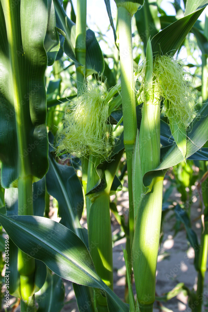 Obraz premium Green ear of corn