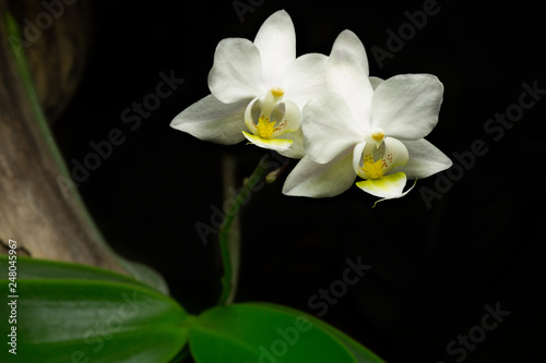 Close up of a white orchid flower growing on a branch with a black background.