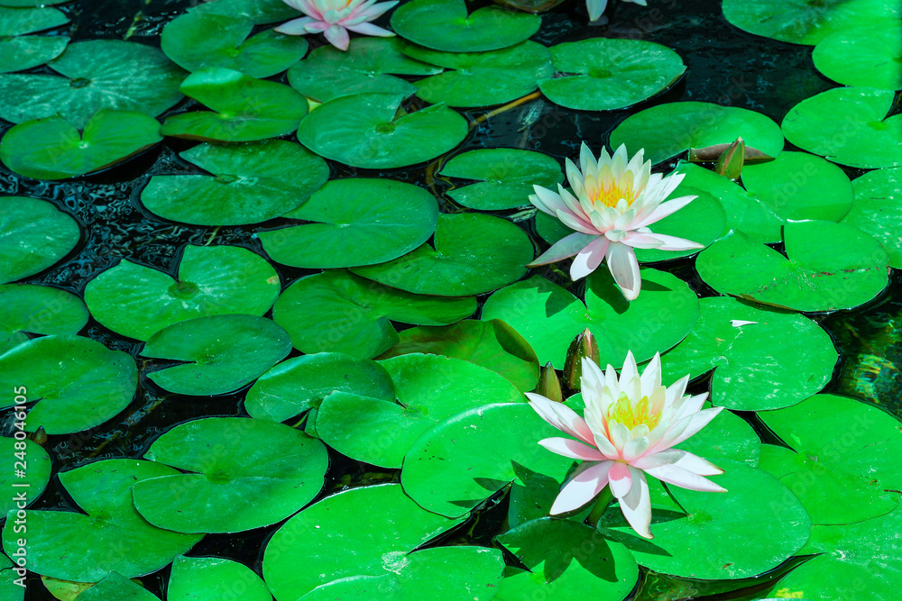 pink waterlily in pond and green leaves on water pink waterlily in pond and green leaves on water
