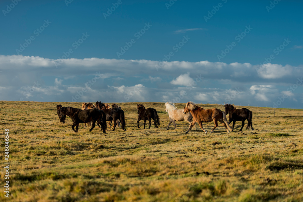 horses with beautiful and bushy mane of iceland horses with beautiful and bushy mane of iceland
