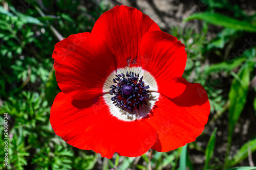anemone red flower