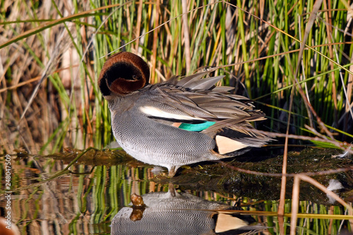 Krickente (Anas crecca) - Eurasian teal photo