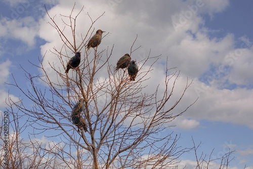 A group of European starling (Sturnus vulgaris) perched on the branches of a tree