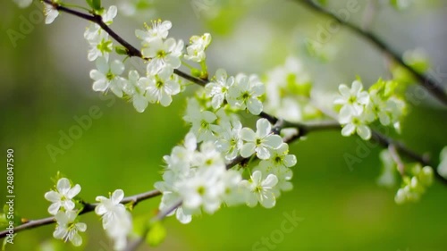 Cherry blossoms. White flowers close-up