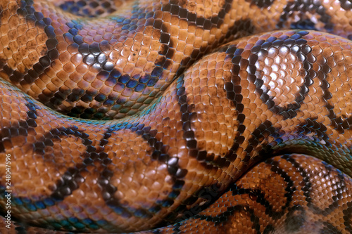 background of a python rolled up with multicolored skin