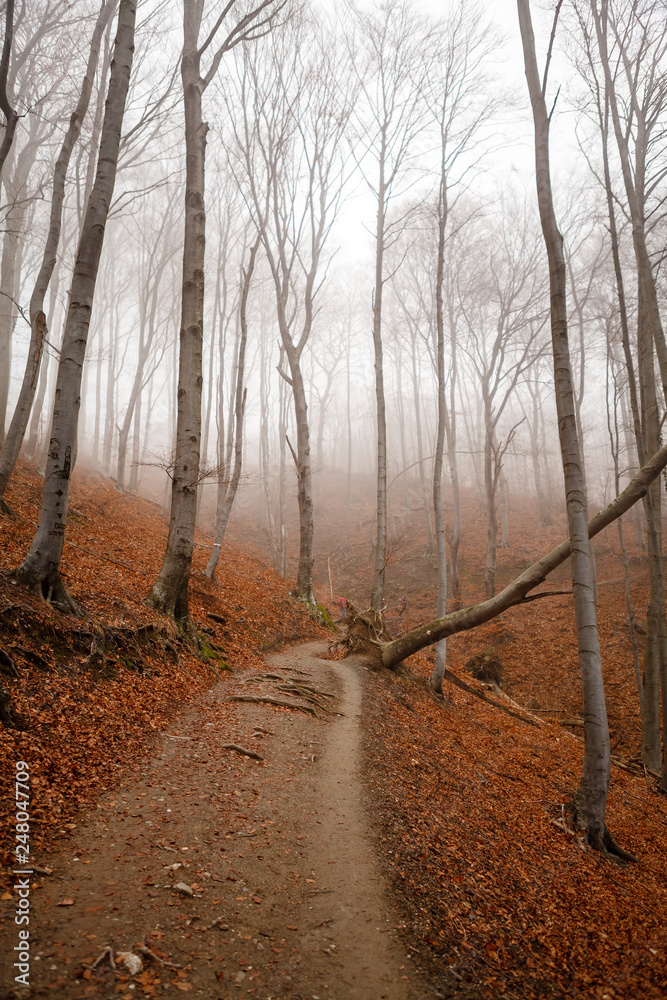 Detail of beautiful trees. Autumn in the forest