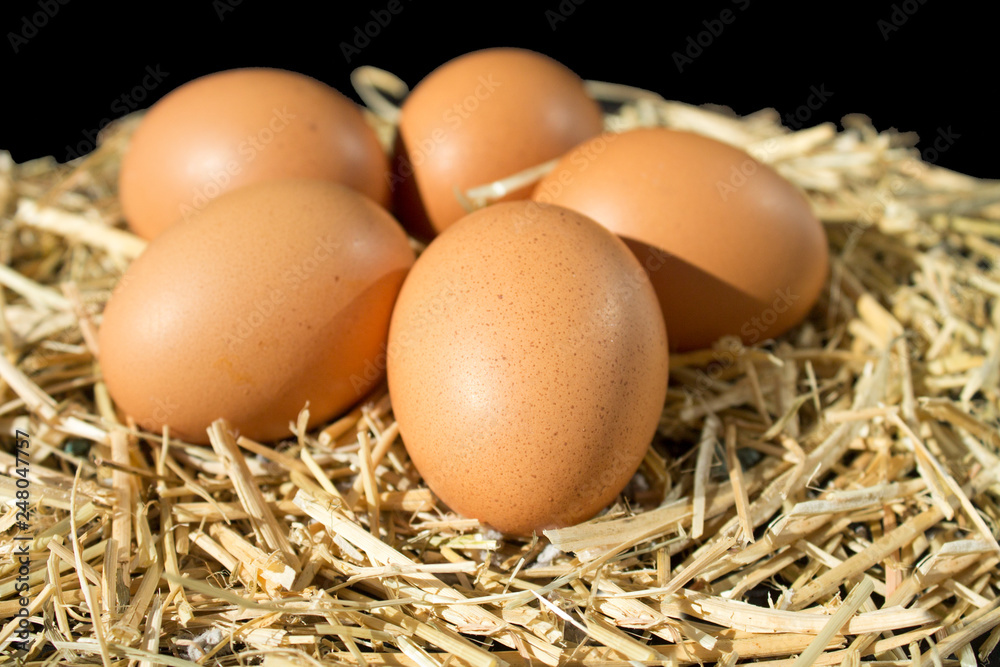 five fresh raw eggs with freckles on the hay on black background five fresh raw eggs with freckles on the hay on black background